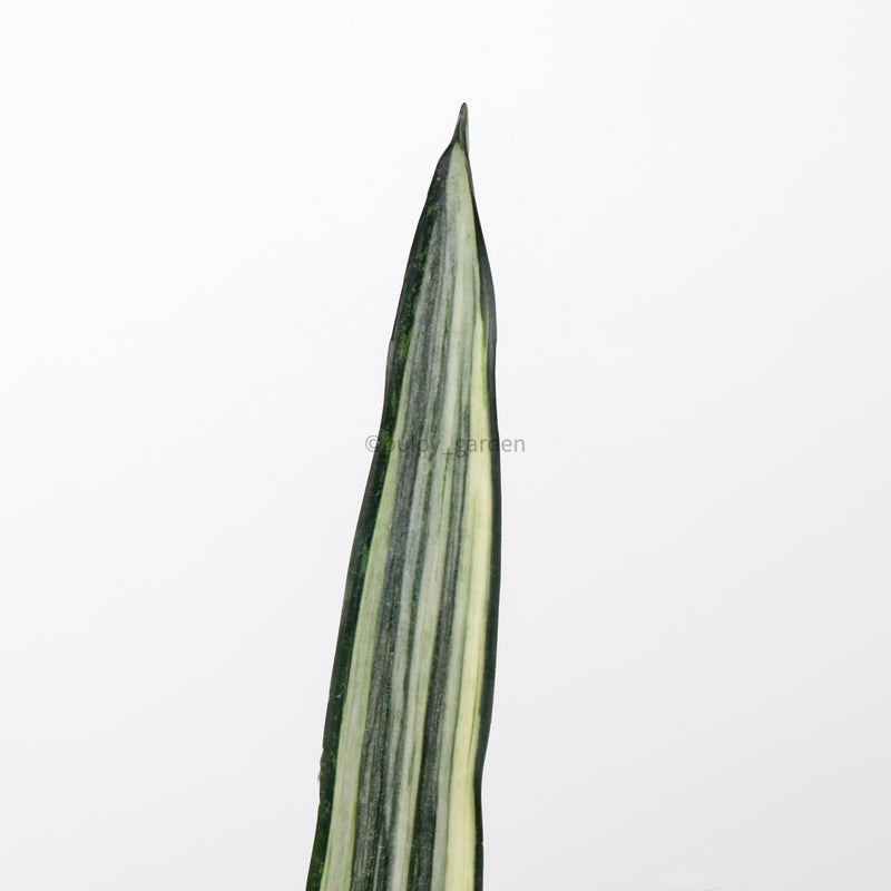 sansevieria white striped giant Sansevieria trifasciata Bantel's Sensation in Nursery Grow Pot – Pulpy Garden