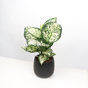 Aglaonema "Spring Snow" (37cm) in Matte Black Oval Planter