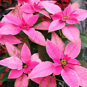 Poinsettia Plant (CHRISTMAS FLOWER)