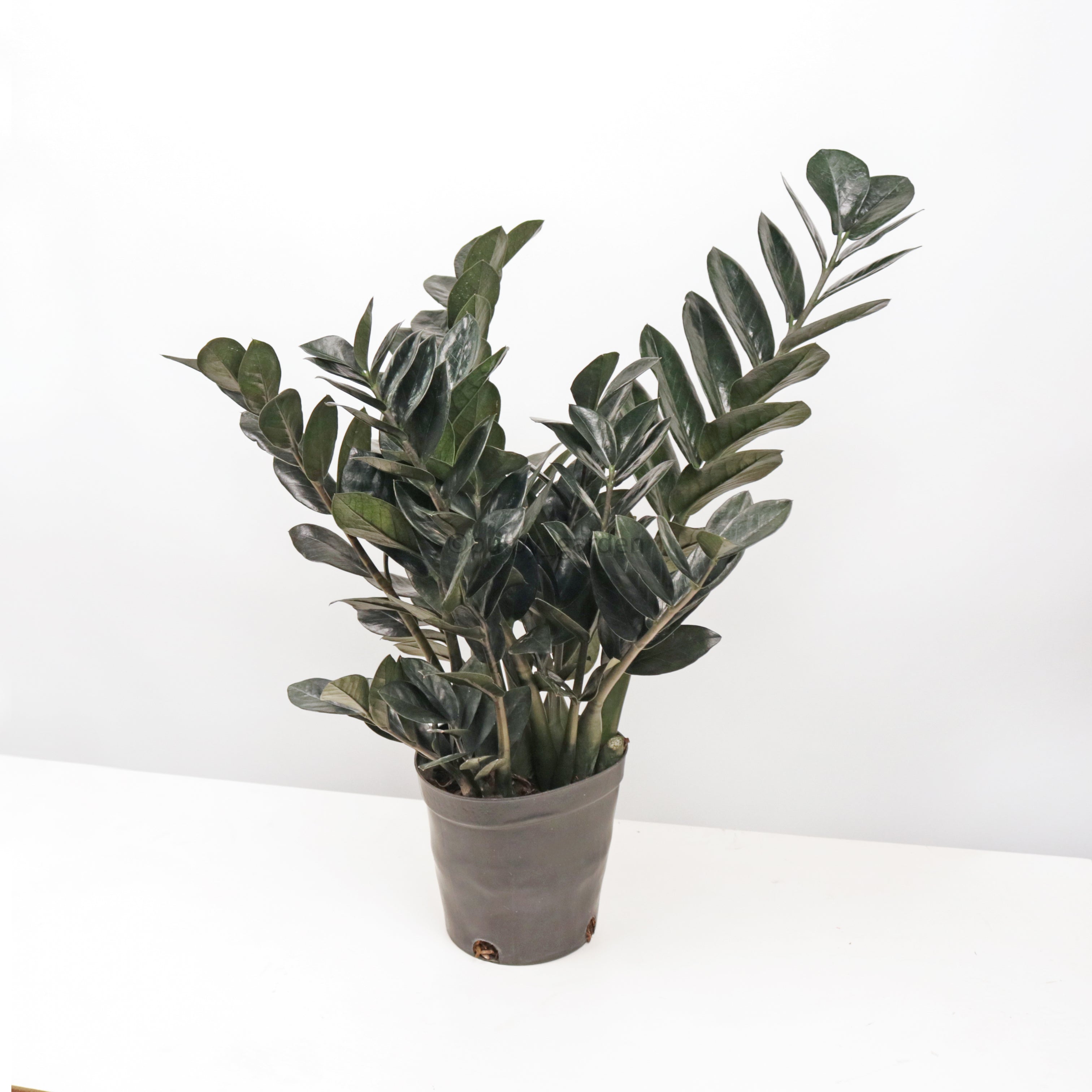 Raven ZZ plant in Nursery Grow Pot (RARE) – Pulpy Garden