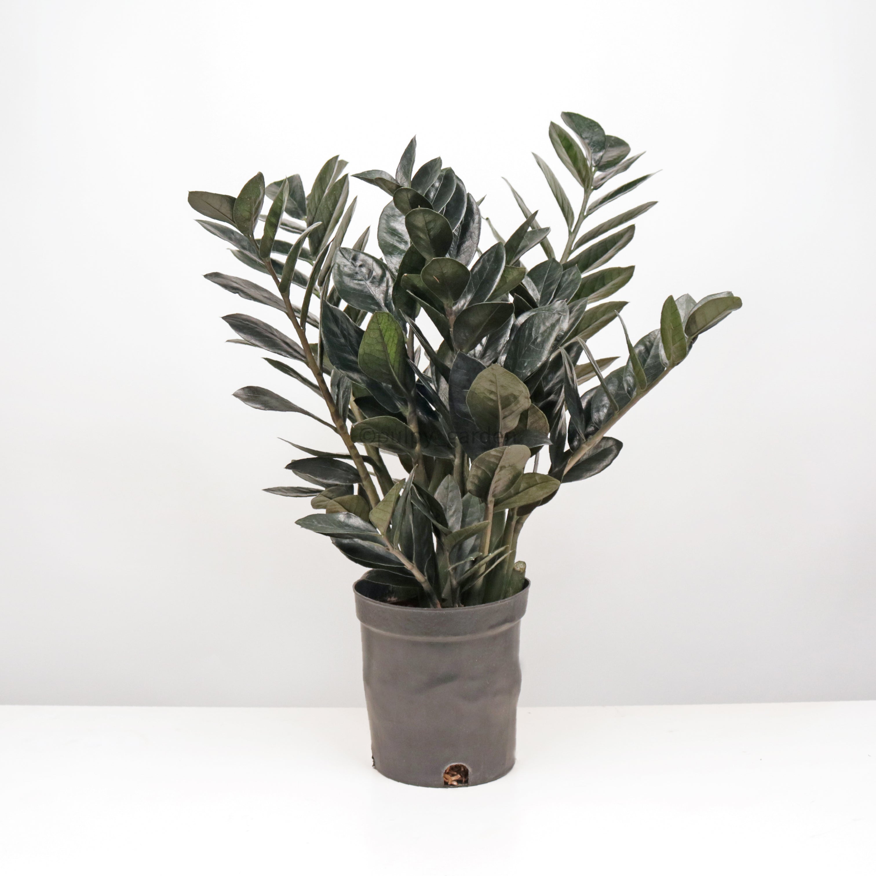 Raven ZZ plant in Nursery Grow Pot (RARE) – Pulpy Garden