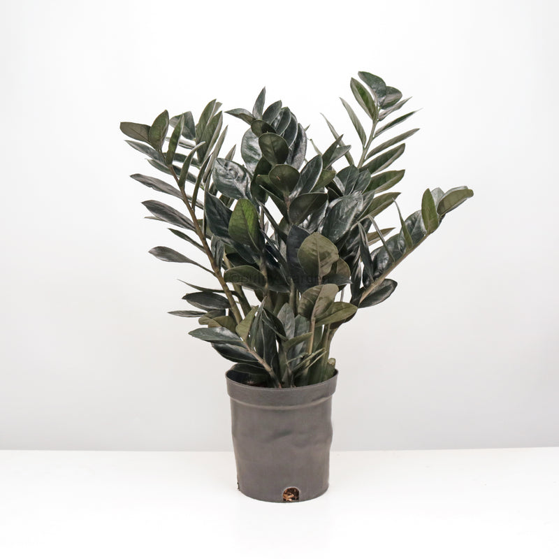 raven zz plant meaning Raven ZZ plant in Nursery Grow Pot (RARE) – Pulpy Garden