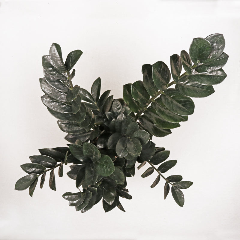 raven zz plant patent Raven ZZ plant in Nursery Grow Pot (RARE) – Pulpy Garden