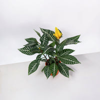 Aphelandra squarrosa Zebra Plant in Nursery Grow Pot