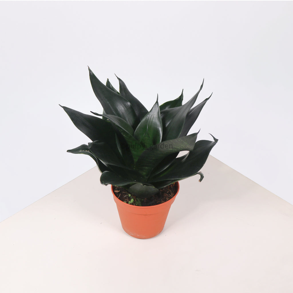 Sansevieria Black Dragon in Nursery Grow Pot