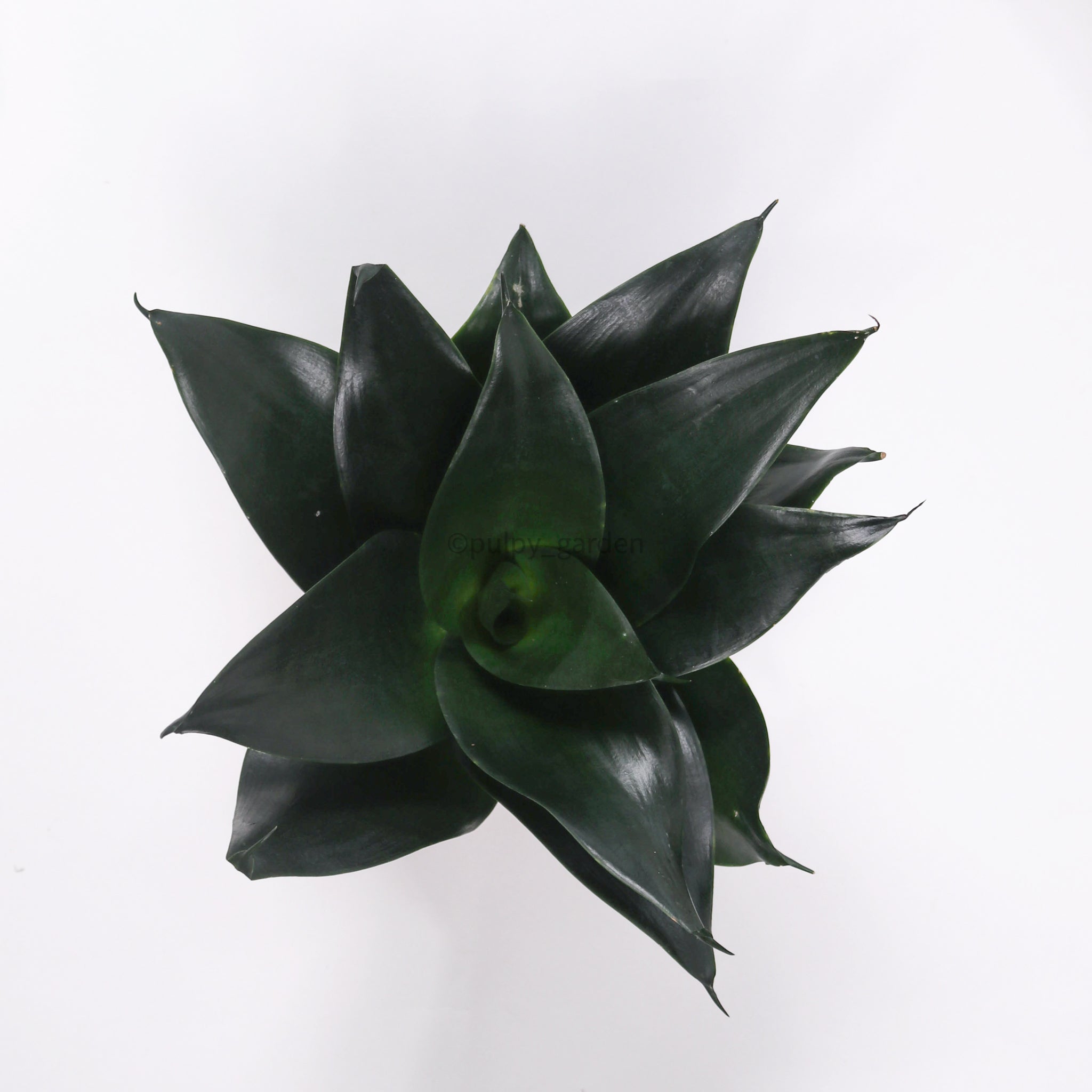 Sansevieria Black Dragon in Nursery Grow Pot