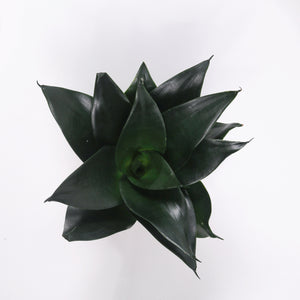 Sansevieria Black Dragon in Nursery Grow Pot