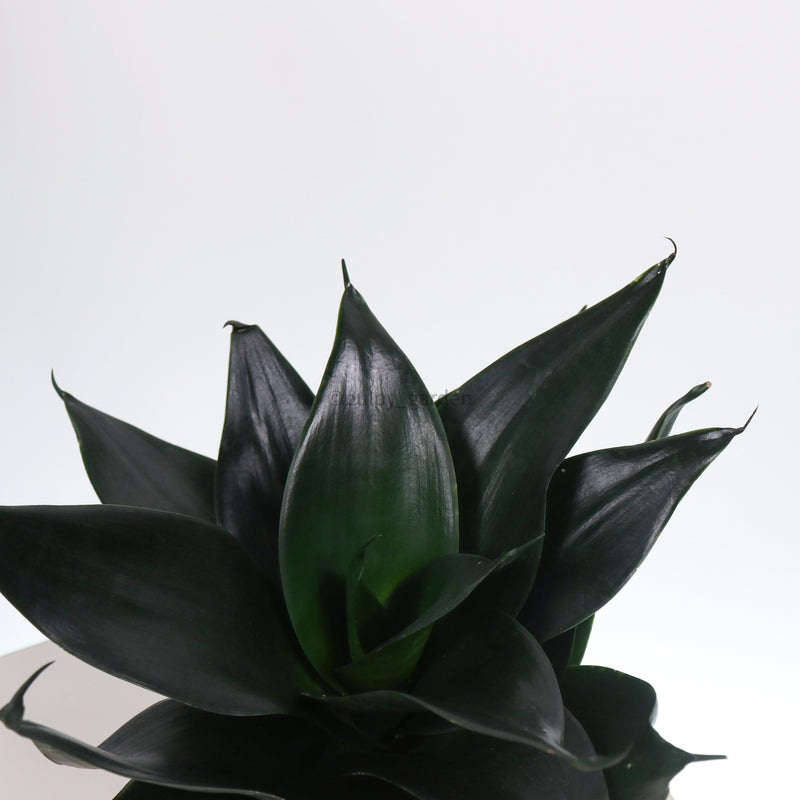 Sansevieria Black Dragon in Nursery Grow Pot
