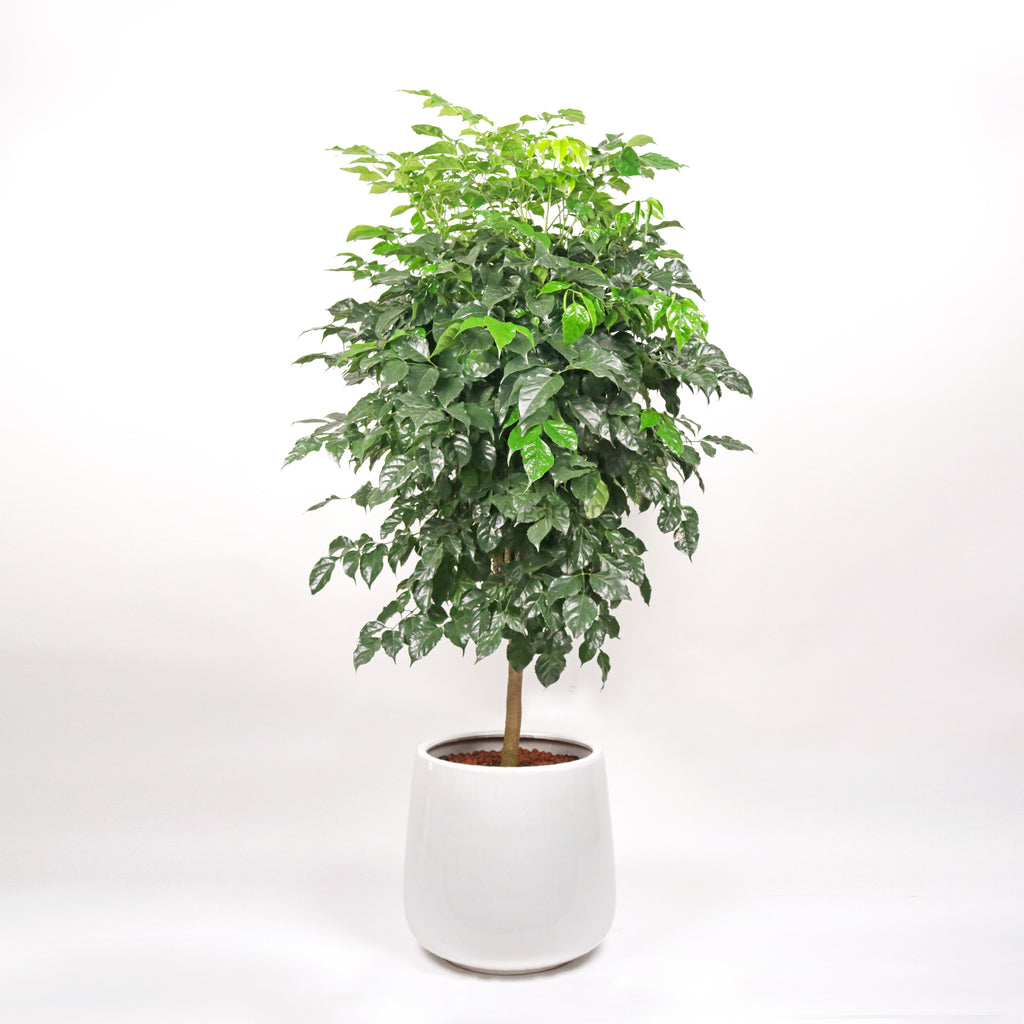 Large China Doll Plant (155cm) in White Glossy Planter