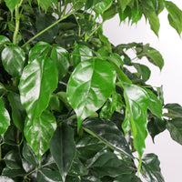 Large China Doll Plant (155cm) in White Glossy Planter