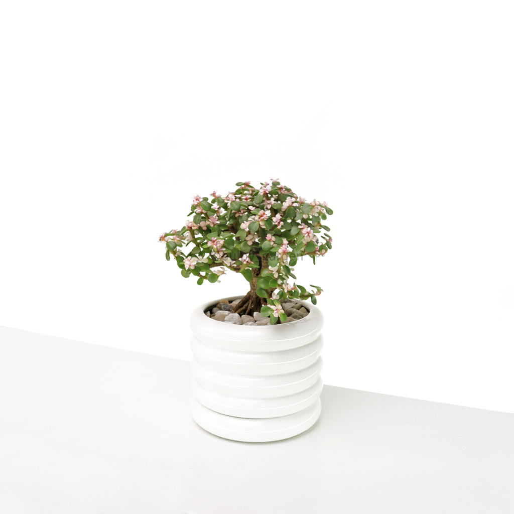Chinese Jade Ginseng plant in White Michelin Planter