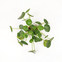 Pilea Peperomioides 16cm in Nursery Grow Pot