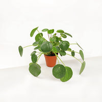 Pilea Peperomioides 16cm in Nursery Grow Pot