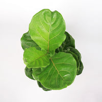 Large Ficus Lyrata - 'Fiddle Leaf Fig’ (100cm) in Black Rustic Planter