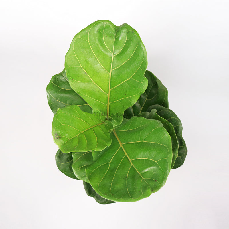 Large Ficus Lyrata - 'Fiddle Leaf Fig’ (110cm) in White Marble Planter