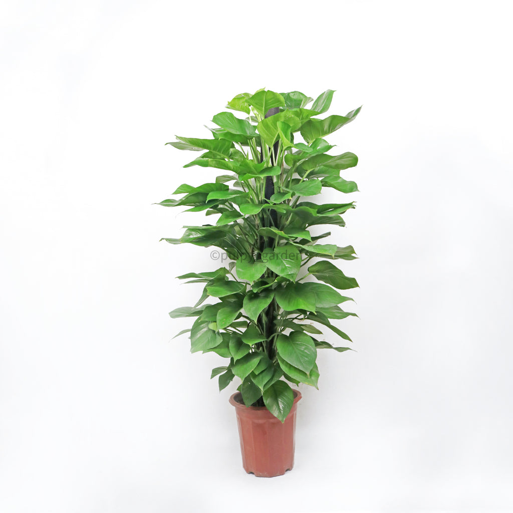 Large Money Plant (140cm) in Nursery Grow Pot