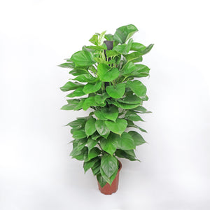 Large Money Plant (150cm) in Nursery Grow Pot