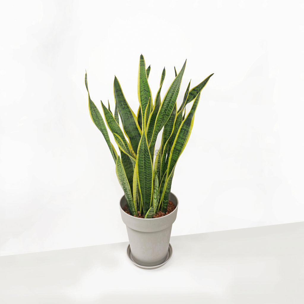 Large Sansevieria trifasciata Laurentii (90cm) - ‘Mother-in-law’s Tongue’ in Nordic White Gray Style Resin Planter