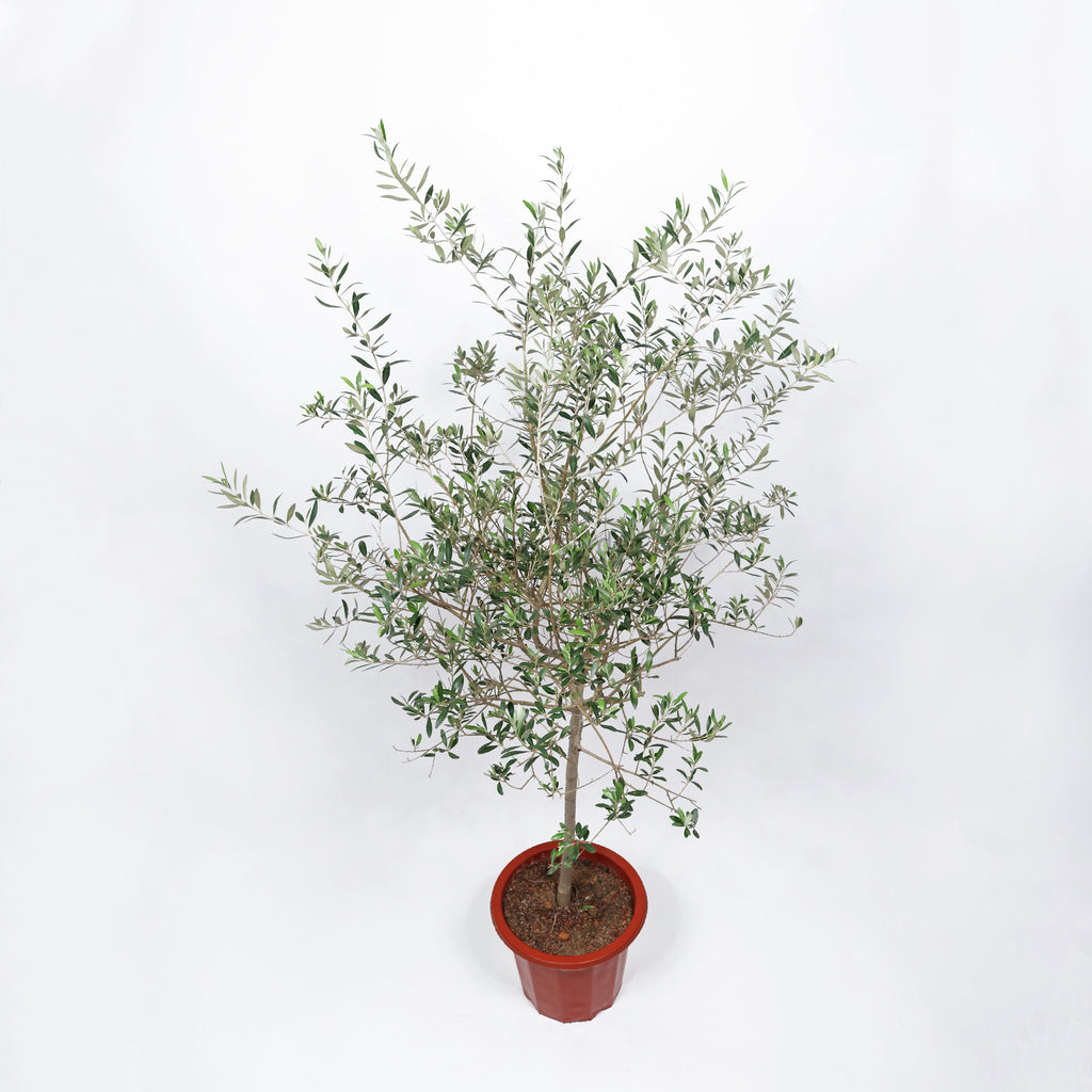 Large Olive Tree (油橄欖)(163cm) in Nursery Grow Pot