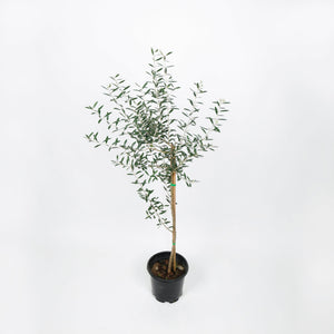 Large Olive Tree (油橄欖)(95cm) in Nursery Grow Pot