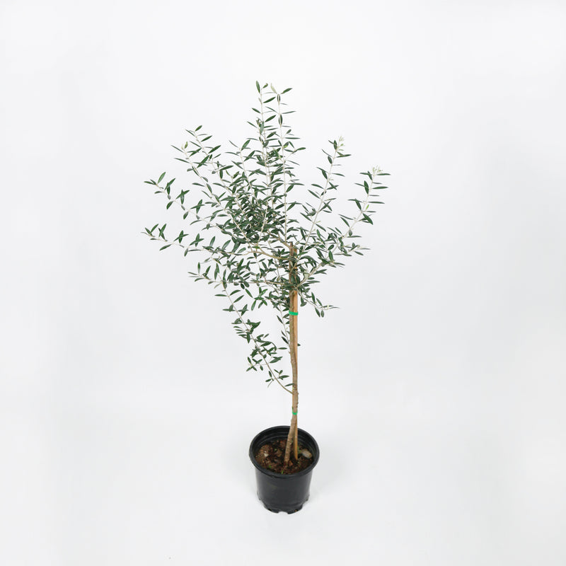 Large Olive Tree (油橄欖)(145cm) in Nursery Grow Pot