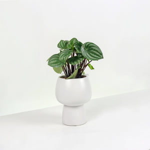 Peperomia Argyreia 'Watermelon' in Franca Planter