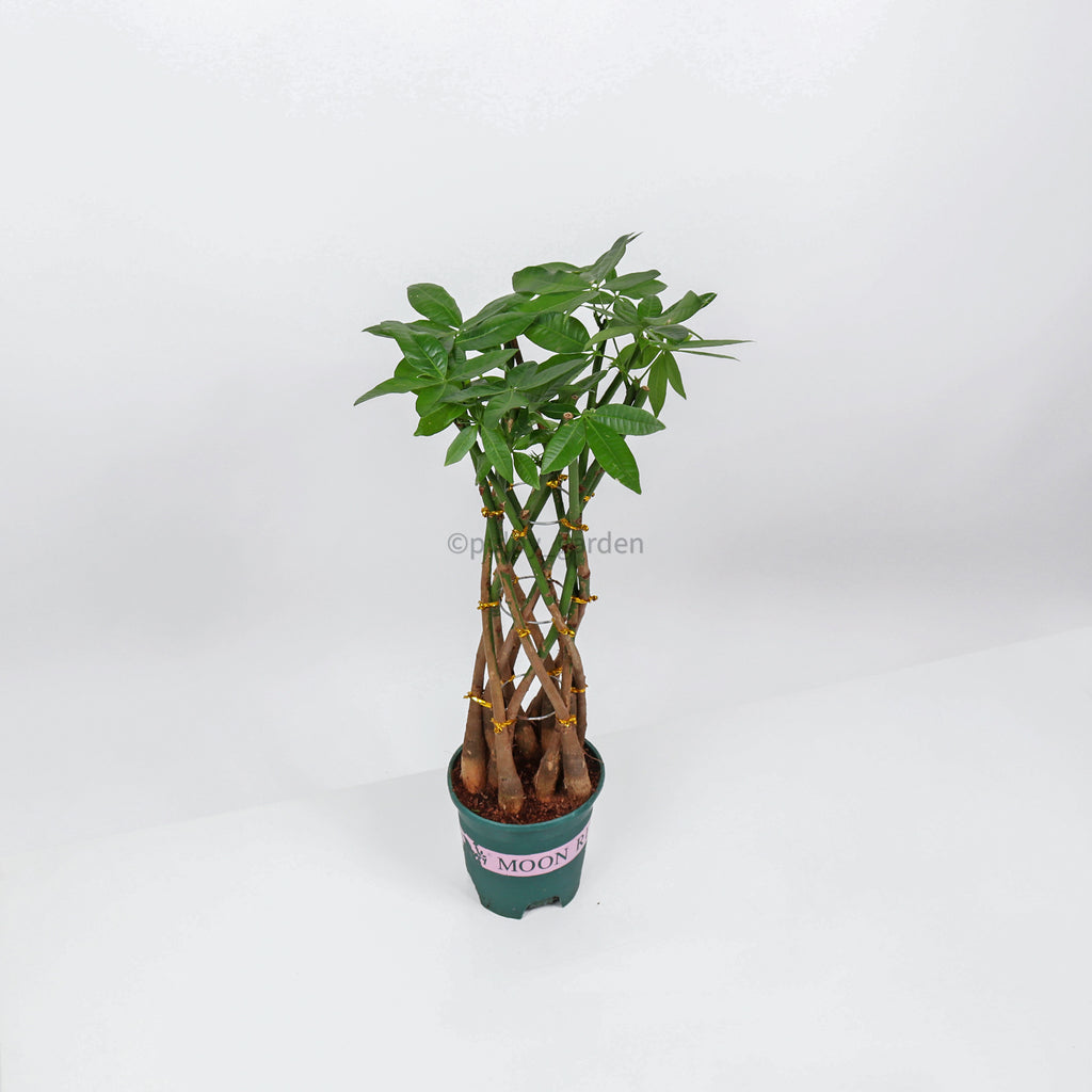 Pachira Twist (New) in Nursery Grow Pot (Medium) (发财树 - Fa Cai Shu)