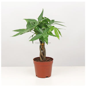 Pachira Twist in Nursery Grow Pot (Small 30cm) (发财树 - Fa Cai Shu)