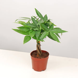 Pachira Twist in Nursery Grow Pot (Small 30cm) (发财树 - Fa Cai Shu)