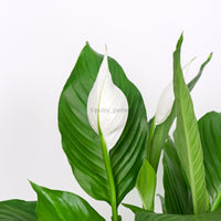 Peace Lily in White Ceramic Planter with Wooden Stand