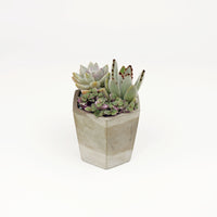 Pulpy Hexy Planter