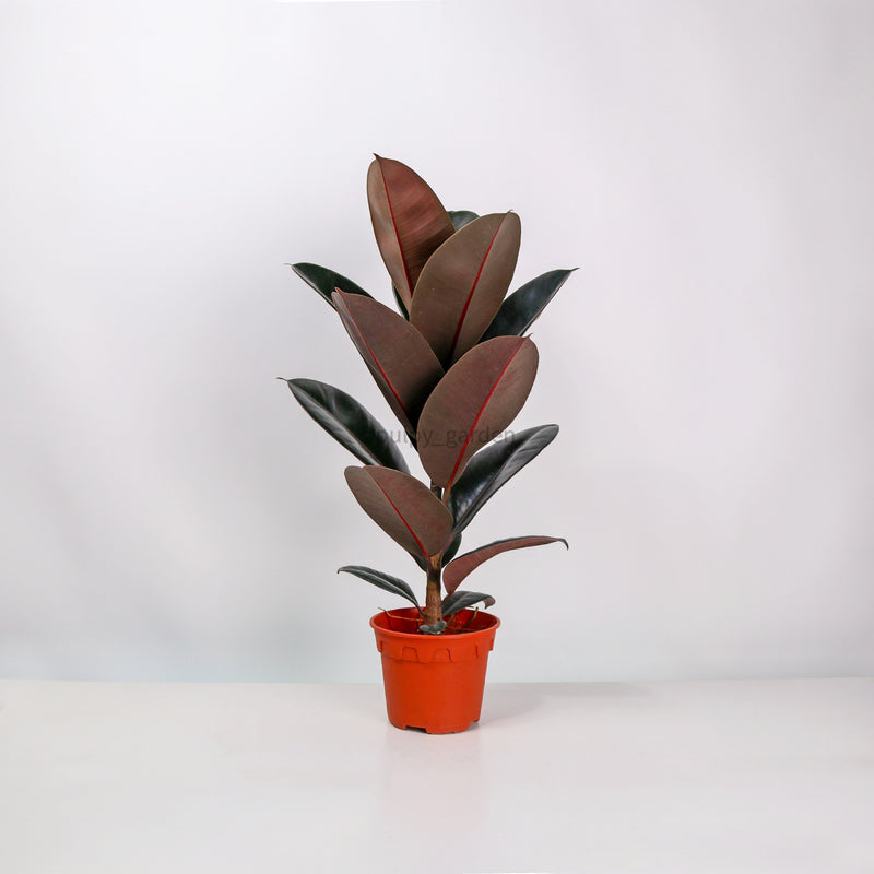 bloomscape burgundy rubber tree Burgundy Rubber Tree Plant in nursery grow pot – Pulpy Garden