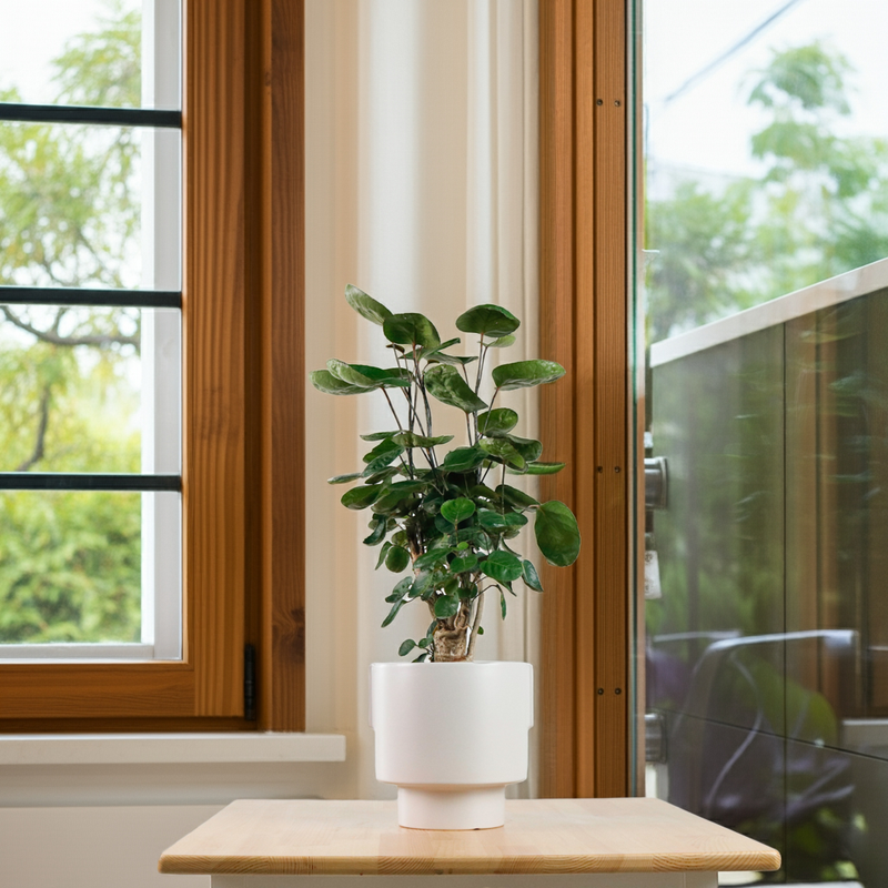 Shield aralia (70cm) in Column