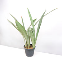 Sansevieria Manolin Nursery Grow Pot