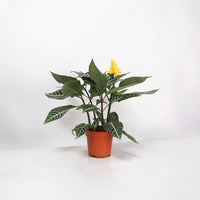 Aphelandra squarrosa Zebra Plant in Nursery Grow Pot