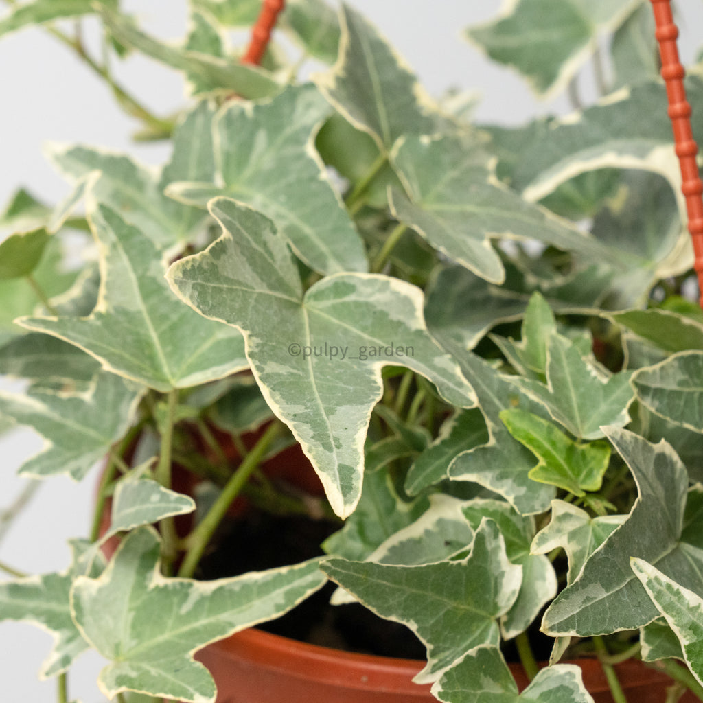 English Ivy in Nursery Grow Pot