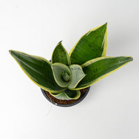 Sansevieria ‘Starlight’ ‘Silver Hahnii marginata in Nursery Grow Pot