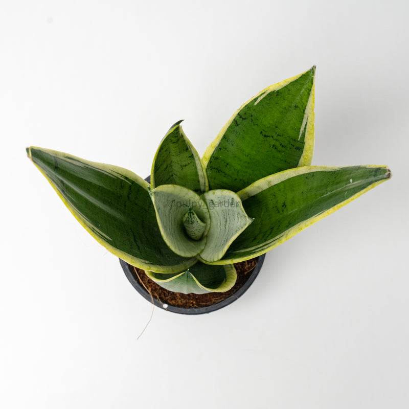 starlight snake plant Sansevieria 'Starlight' 'Silver Hahnii marginata in Nursery Grow Pot – Pulpy Garden