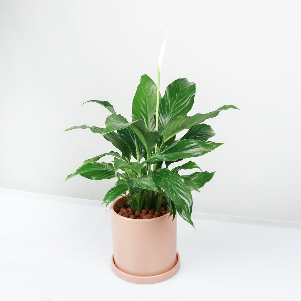 Spathiphyllum Chopin Peace Lily in Large Peach Ceramic Planter