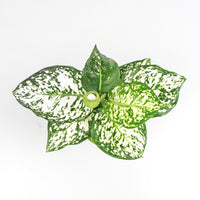 Aglaonema "Spring Snow" in Nursery Grow Pot