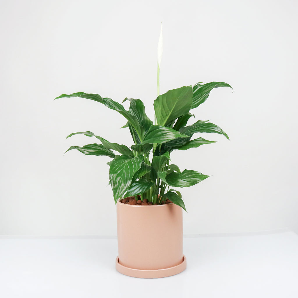 Spathiphyllum Chopin Peace Lily in Large Peach Ceramic Planter