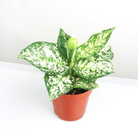 Aglaonema "Spring Snow" in Nursery Grow Pot