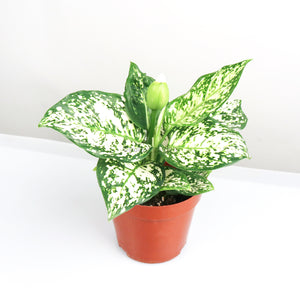 Aglaonema "Spring Snow" in Nursery Grow Pot