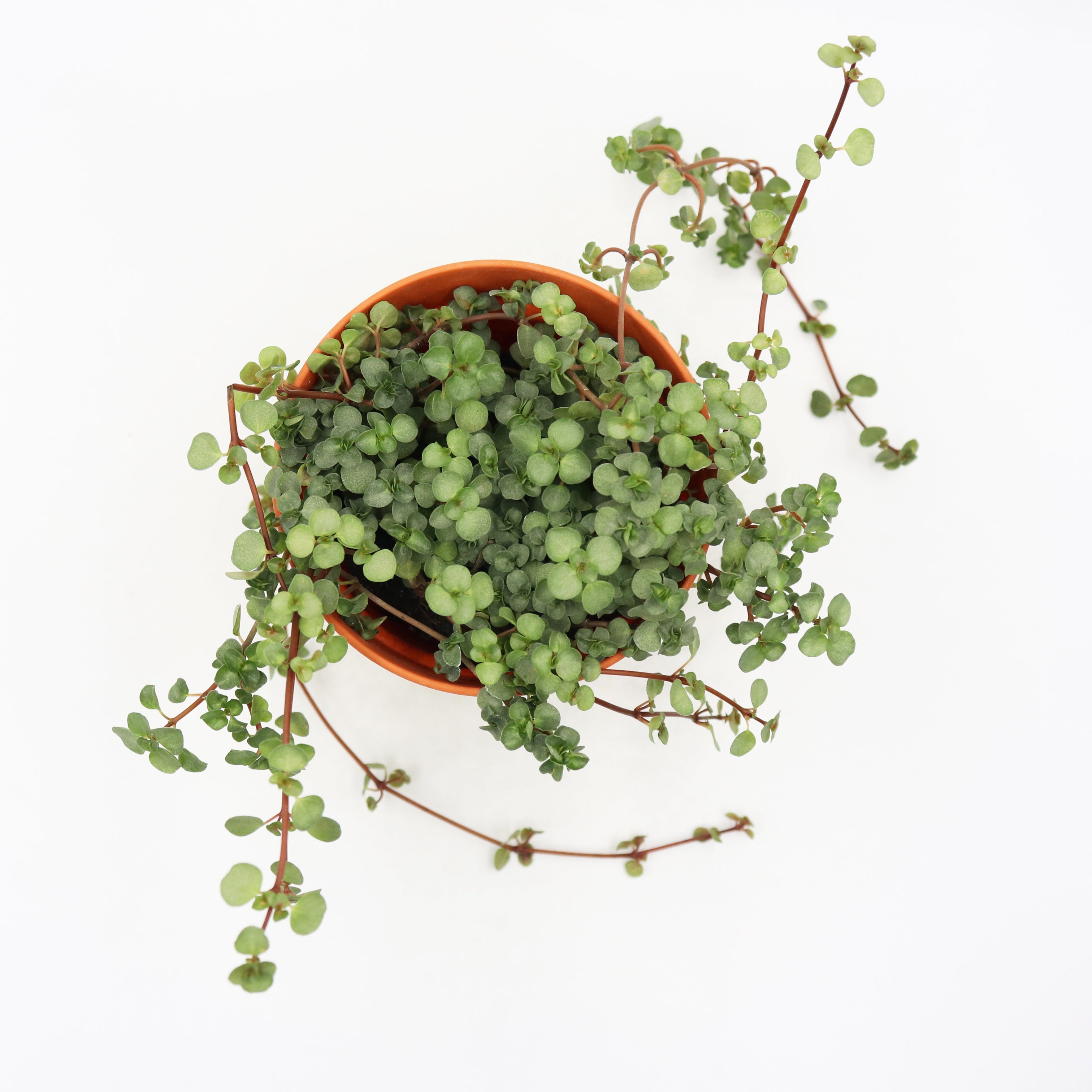 Silver Shimmer Pilea Plant (Pilea Libanensis) - 2 Inch Pot, Petite Trailing Houseplant
