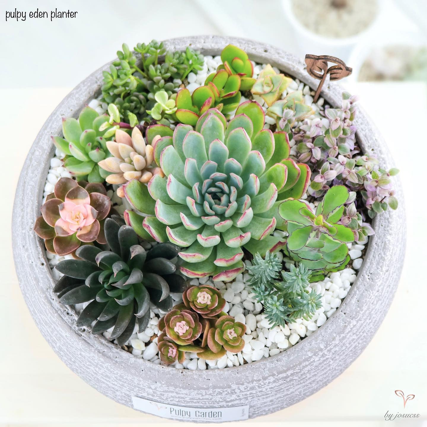 eden succulents Pulpy Eden Planter – Pulpy Garden
