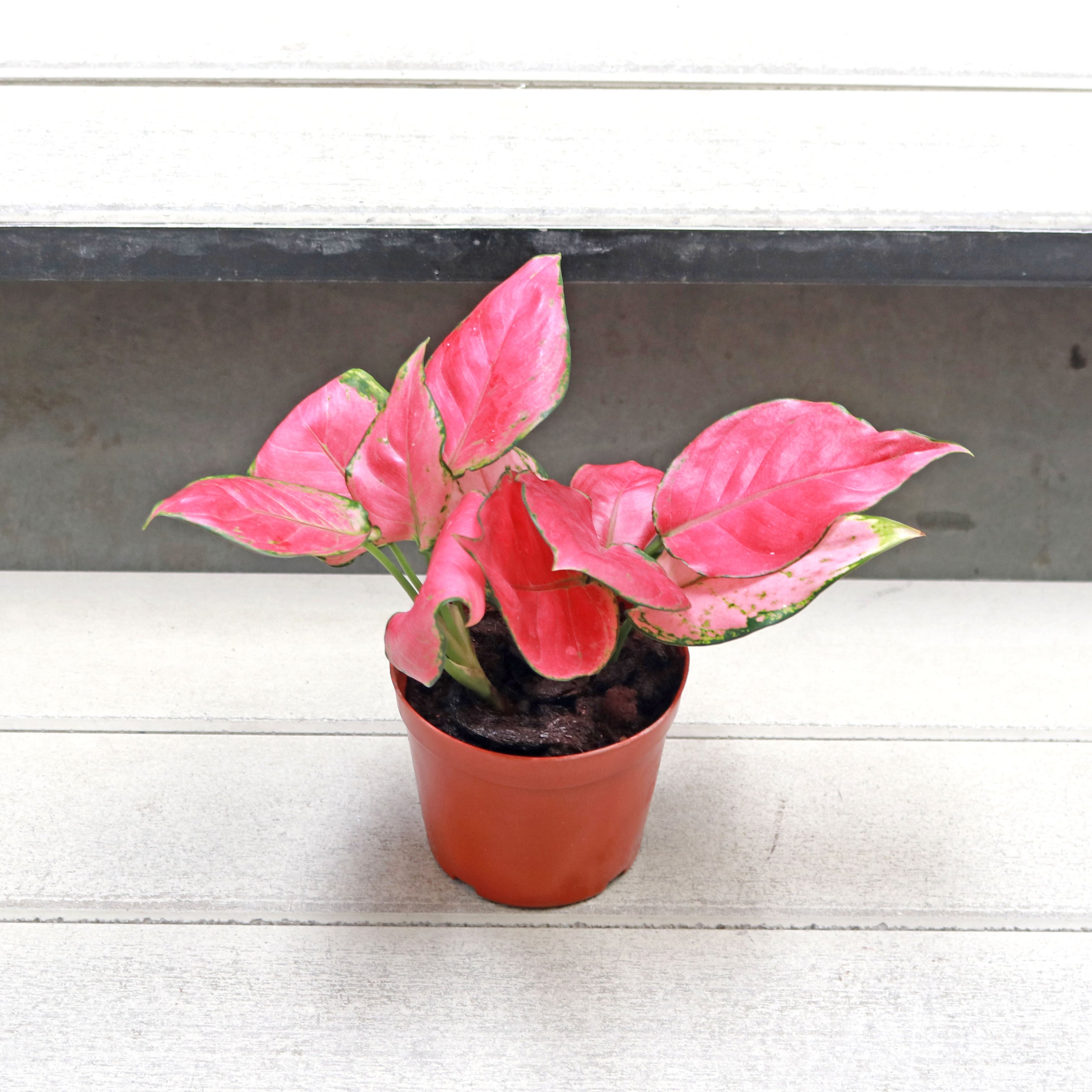 aglaonema unymanee Aglaonema 'Pink Anyamanee' in Nursery Grow Pot – Pulpy Garden
