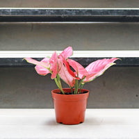 Aglaonema 'Pink Anyamanee' in Nursery Grow Pot
