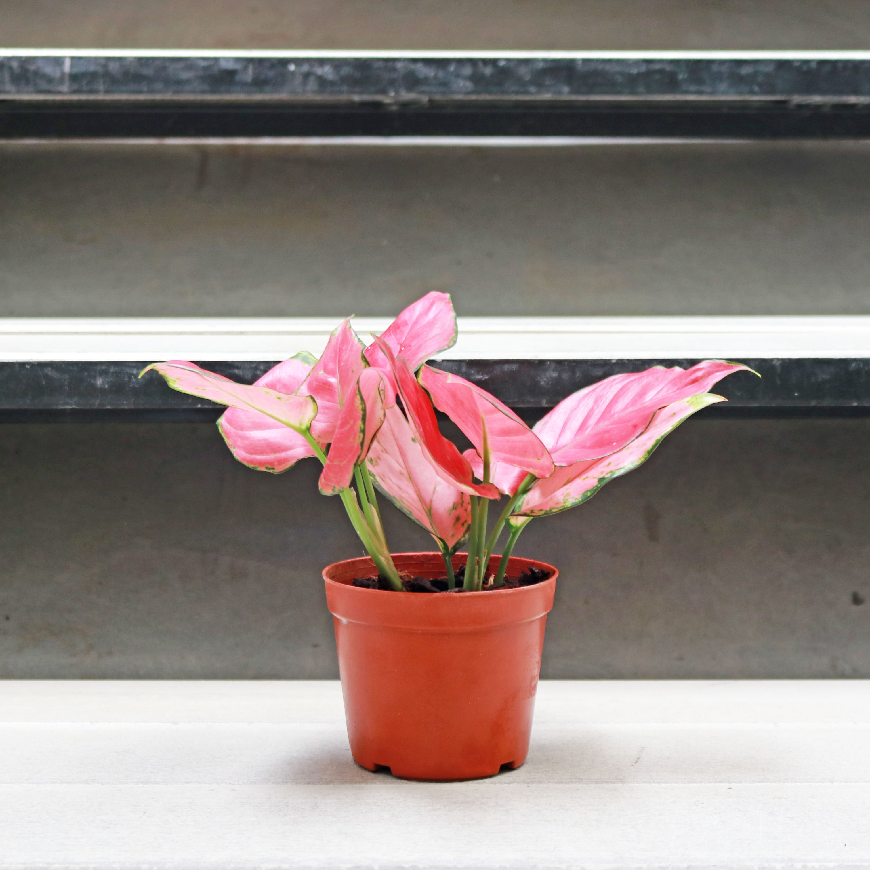 aglaonema unyamanee pink Aglaonema 'Pink Anyamanee' in Nursery Grow Pot – Pulpy Garden
