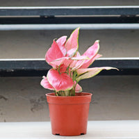 Aglaonema 'Pink Anyamanee' in Nursery Grow Pot