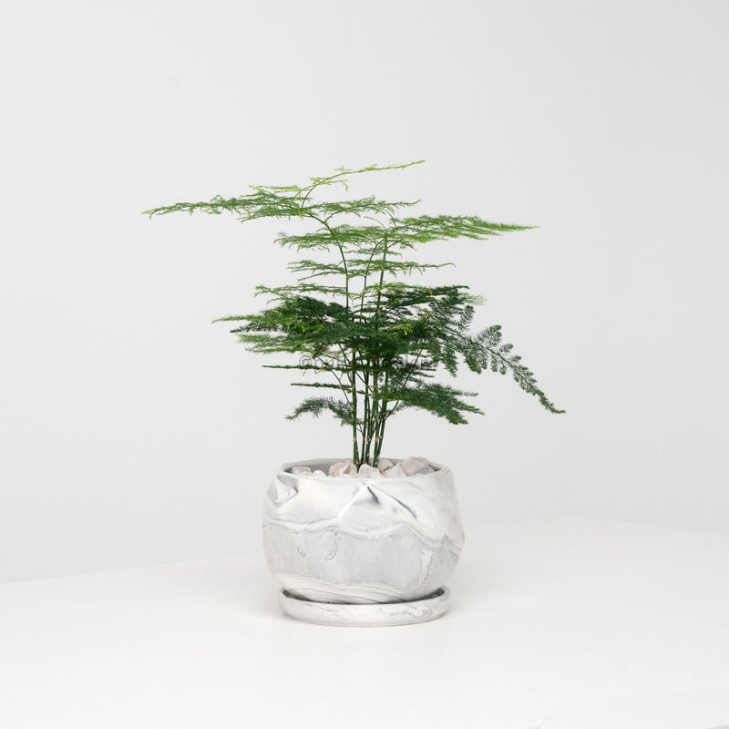 Asparagus Fern in Large White Geometric Marble Planter